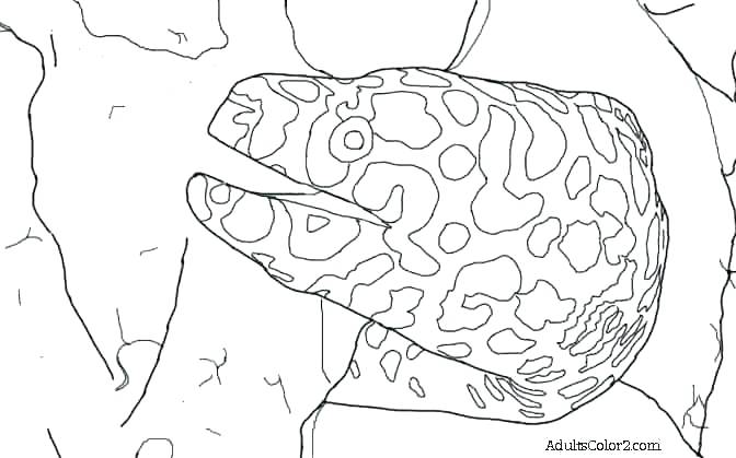 672x419 Eel Coloring Pages Tarantula Coloring Page Eel Coloring Pages