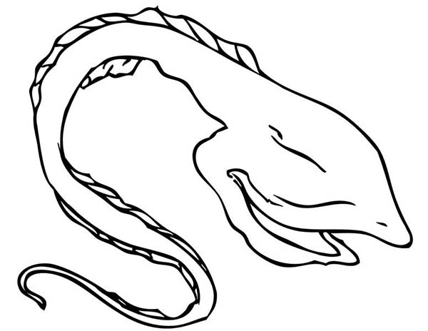 600x464 Gulper Eel Coloring Page Color Luna