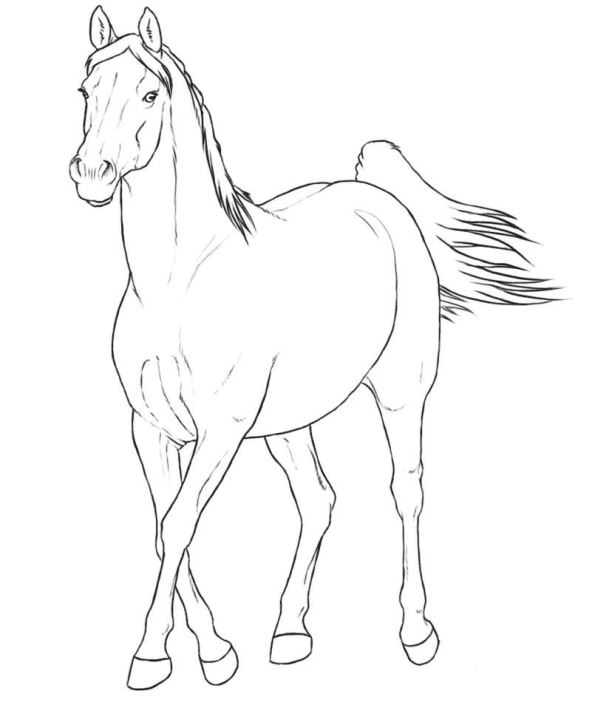 595x702 Kids N Coloring Pages Of Horse Breeds