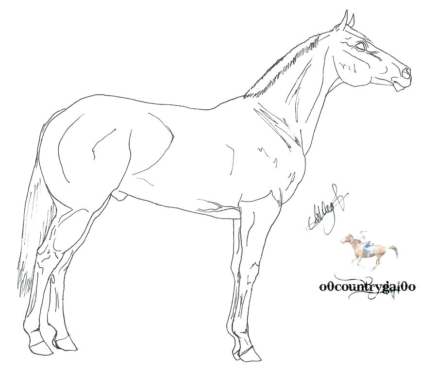 900x768 Morgan Horse Coloring Pages