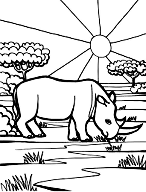 600x787 Rhino Finding Food In The Morning Coloring Pages Batch Coloring