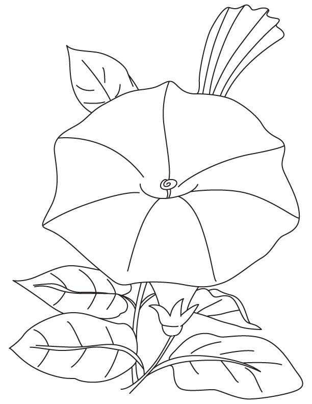 612x792 Bindweed Morning Glory Coloring Page Download Free Bindweed