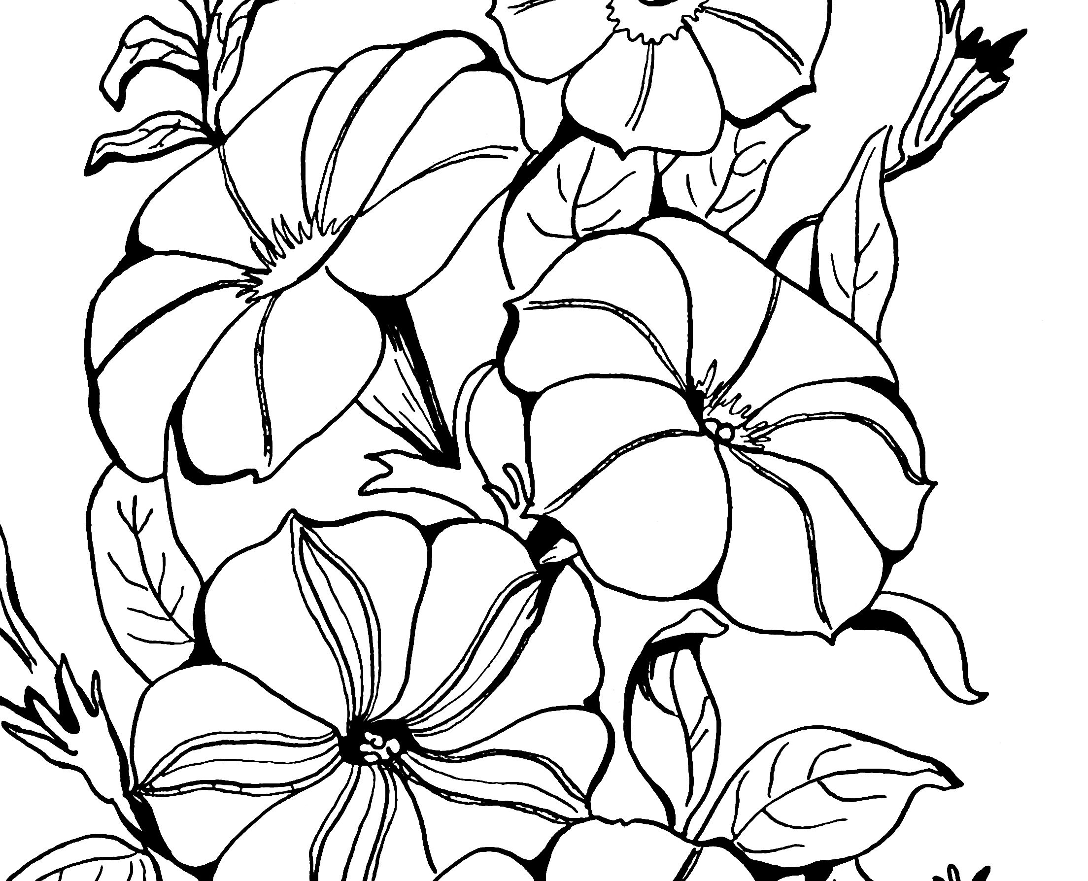 2208x1788 Adult Coloring Page Petunias Petunias, Adult Coloring