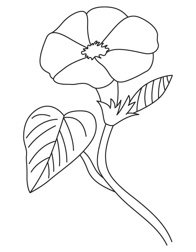 630x810 Open Morning Glory Coloring Page Nouveau Free