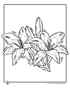236x305 Morning Glory Coloring Pages Flower Coloring Pages Color