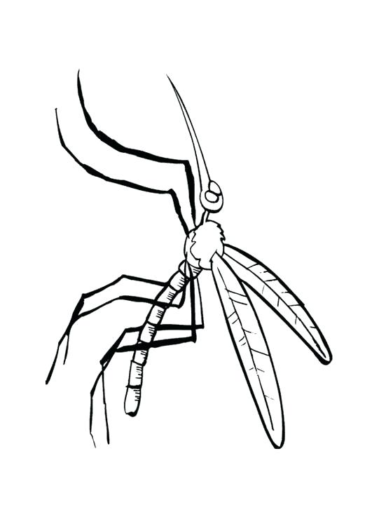 531x750 Mosquito Coloring Page Free Mosquito Coloring Pages