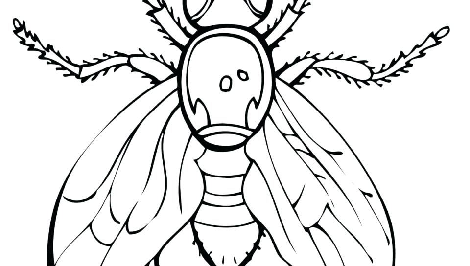 960x544 Coloring Mosquito Coloring Page Larvae Free Pages Mosquito