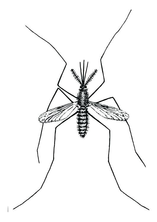 531x750 Mosquito Coloring Page