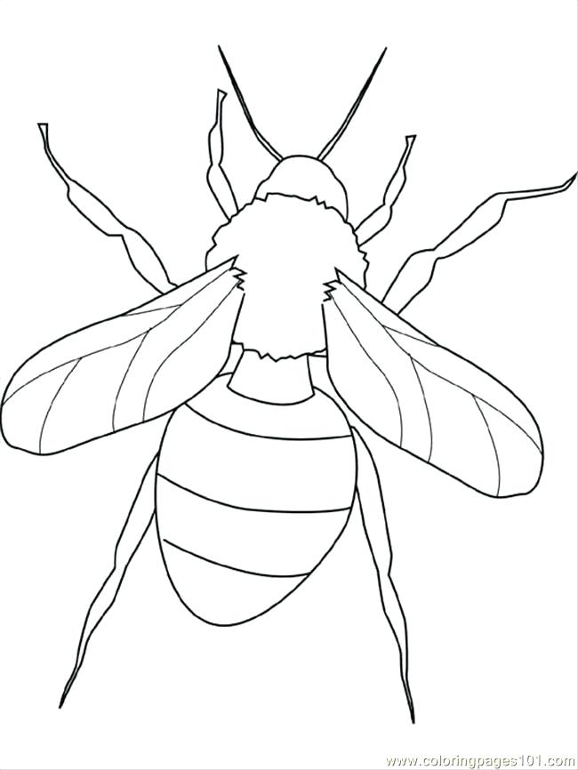 650x866 Mosquito Coloring Page