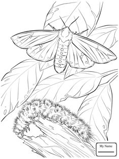 235x314 Moth Coloring Page Free Moth Online Coloring