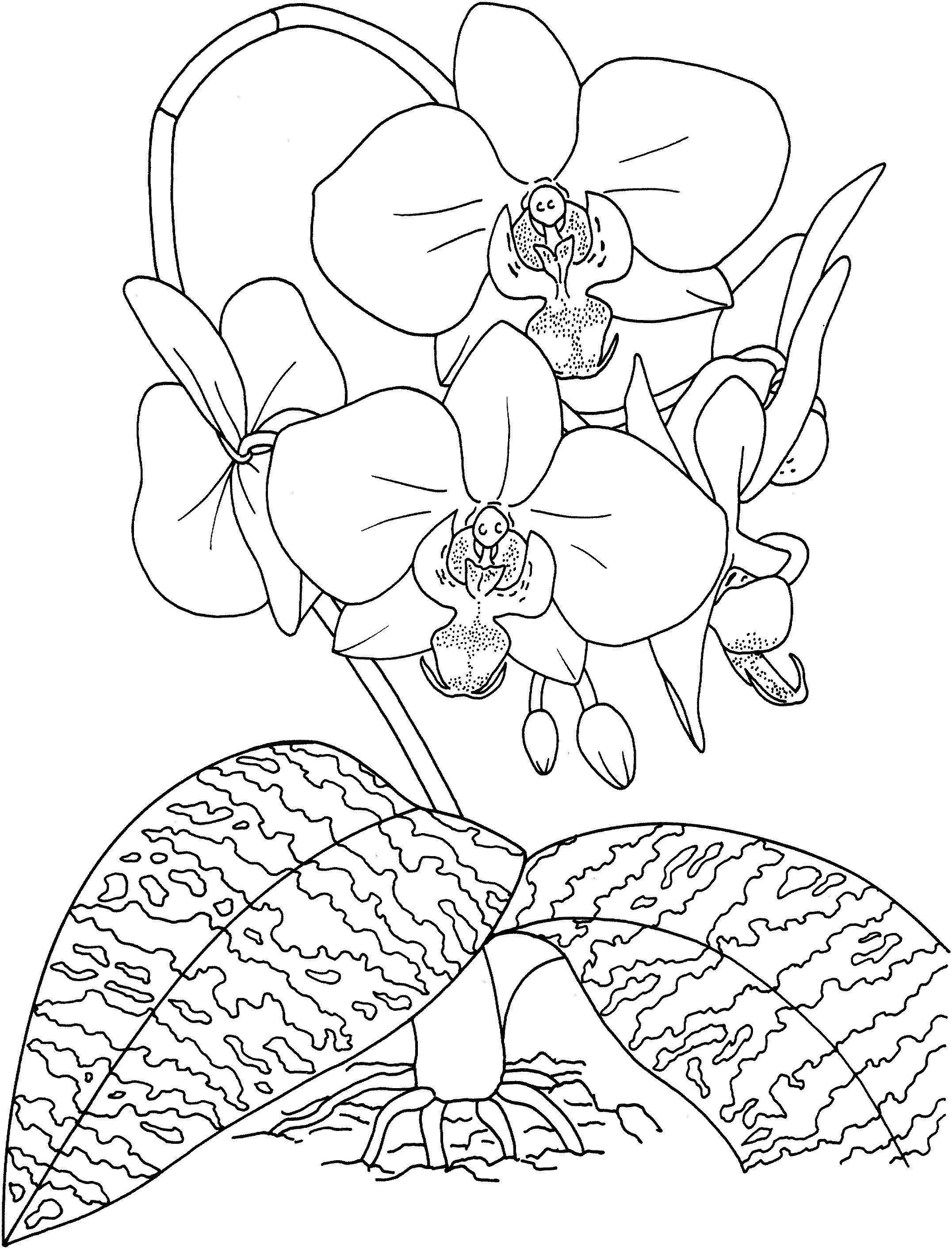 2153x2826 Fresh Orchid Flower Coloring Sheet Gallery Printable Coloring Sheet