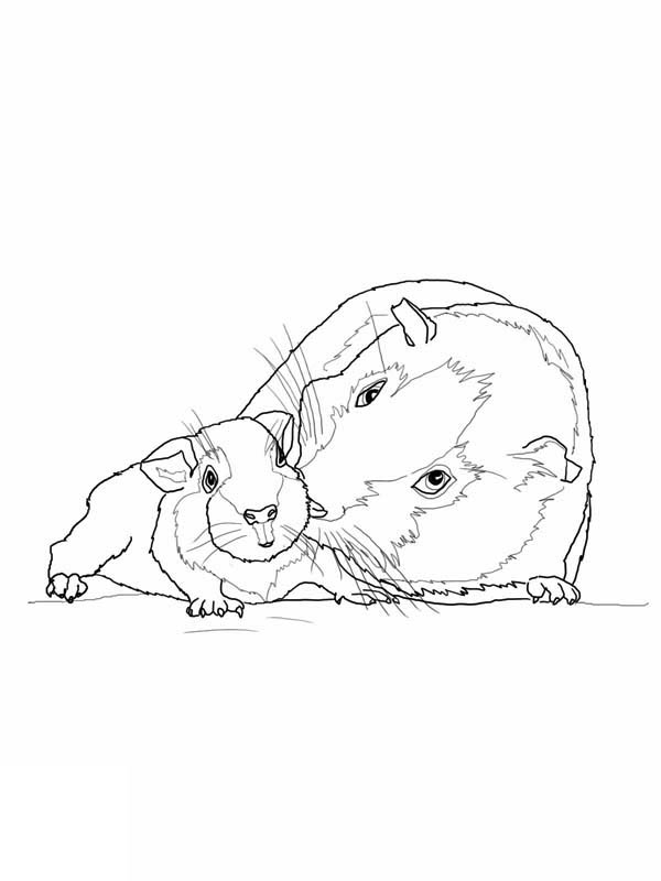 600x800 Guinea Pig Mother And Baby In Guinea Pig Coloring Page Color Luna