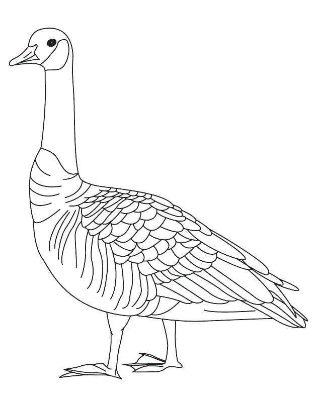630x810 Goose Coloring Page Goose Coloring Page Barren Goose Coloring Page
