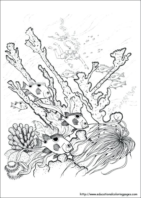567x794 Free Printable Nature Coloring Pages Free Printable Adult Coloring
