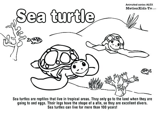 550x393 Sea Animals Coloring Pages Nice Design Sea Creatures Colouring