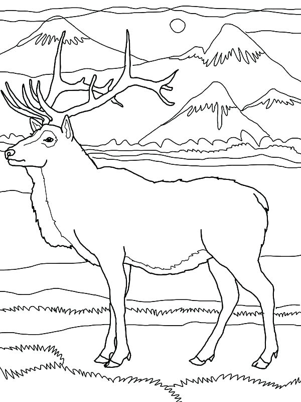 600x800 Elk Coloring Pages Elk