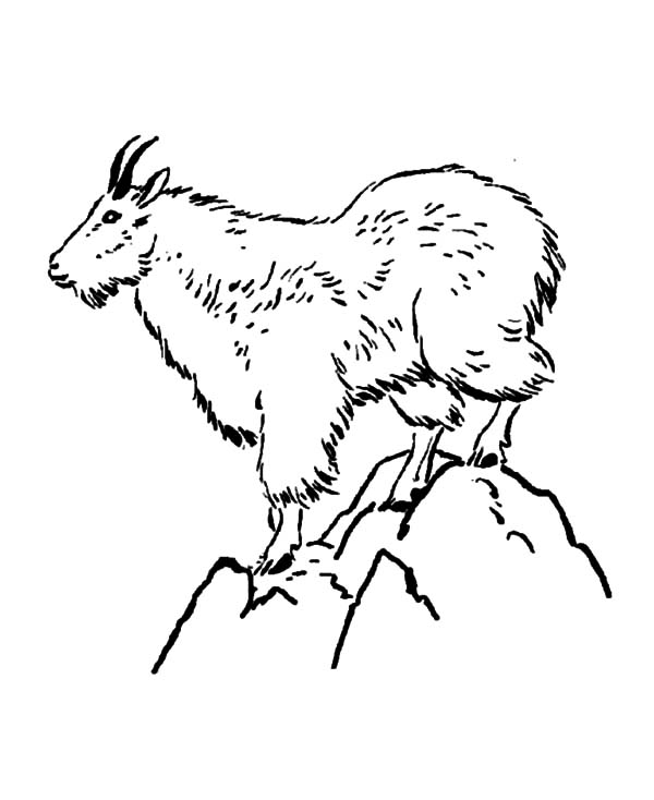 600x734 Mountain Goat Coloring Pages Color Luna