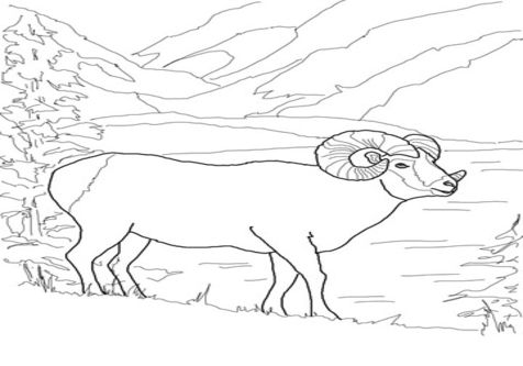 476x333 Mountain Goat Coloring Pages Page Image Clipart Images