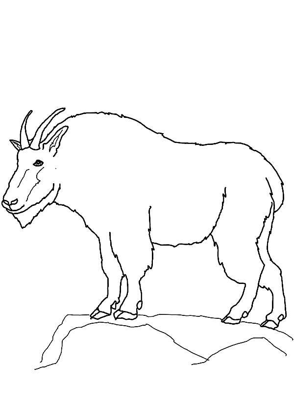 600x800 Mountain Goat Outline Coloring Pages Color Luna