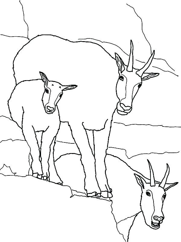 600x800 Boer Goat Coloring Pages