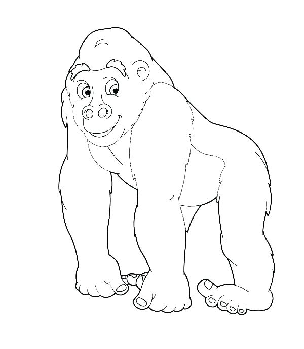 600x690 Gorilla Coloring Pages Winner Gorilla Coloring Pages Download Free