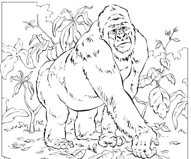 643x536 The One An Only Ivan Coloring Pages Book Themes
