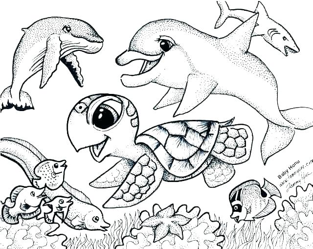 640x509 Mountain Lion Coloring Page Baby Lion Coloring Pages Baby Lion