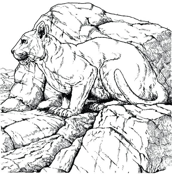 576x584 Mountain Lion Coloring Page Mountain Lion Coloring Pages Click