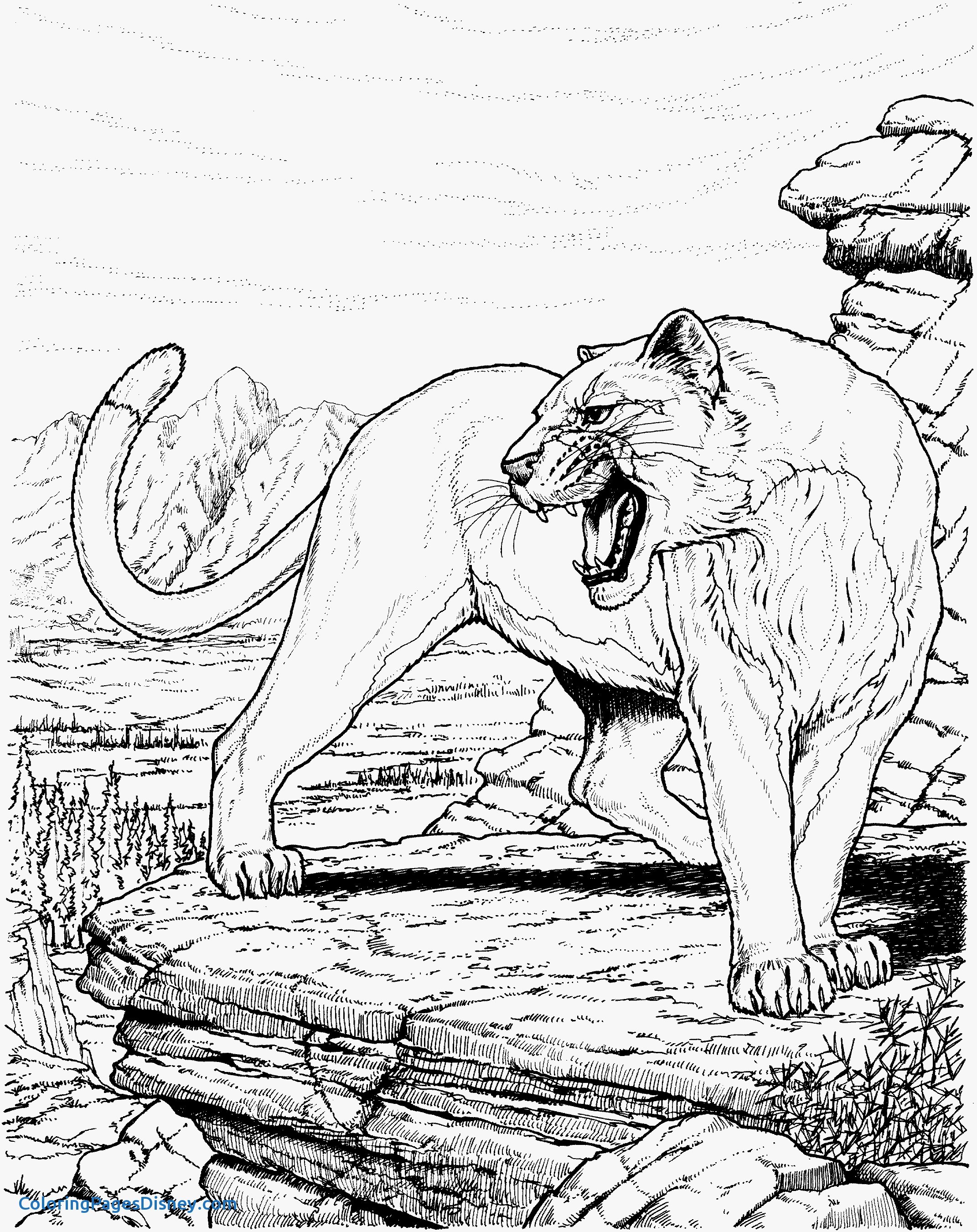 2143x2702 Mountain Lion Coloring Pages Beautiful Lion Coloring Page Male