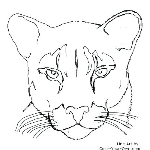 500x500 Mountain Lion Coloring Pages Cougar Puma Mountain Lion My Coloring