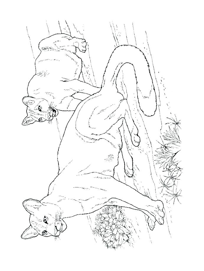 691x921 Mountain Lion Coloring Pages
