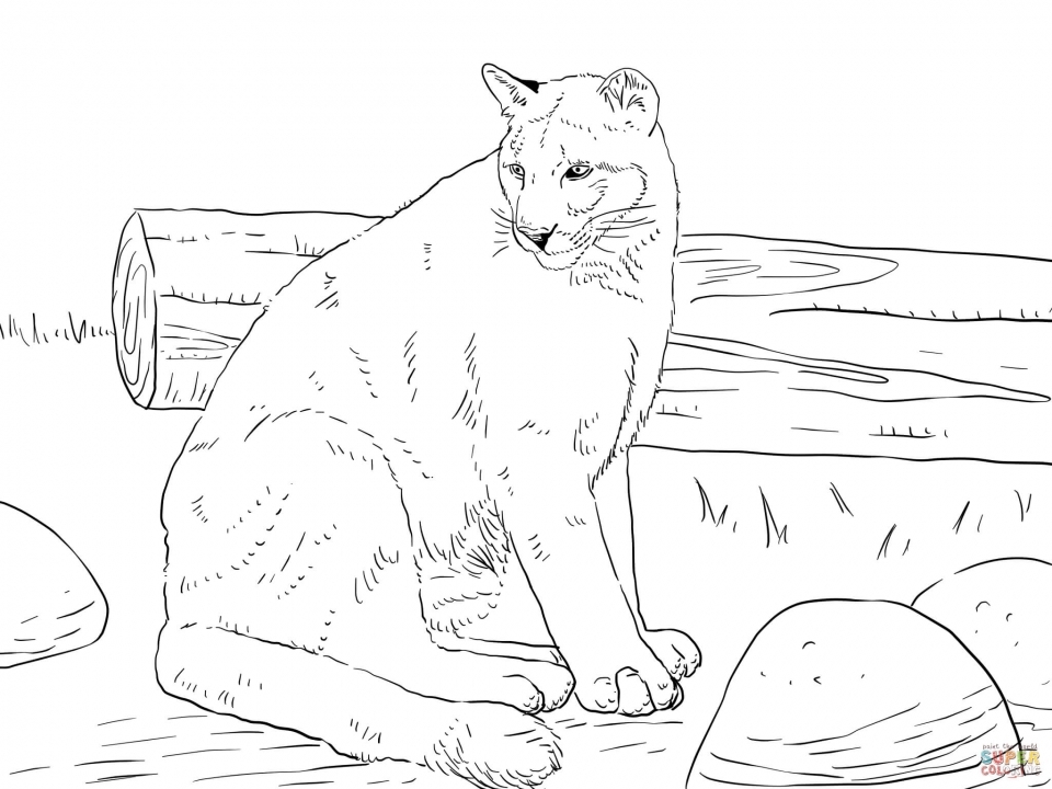 960x720 Get This Mountain Lion Coloring Pages Printable !