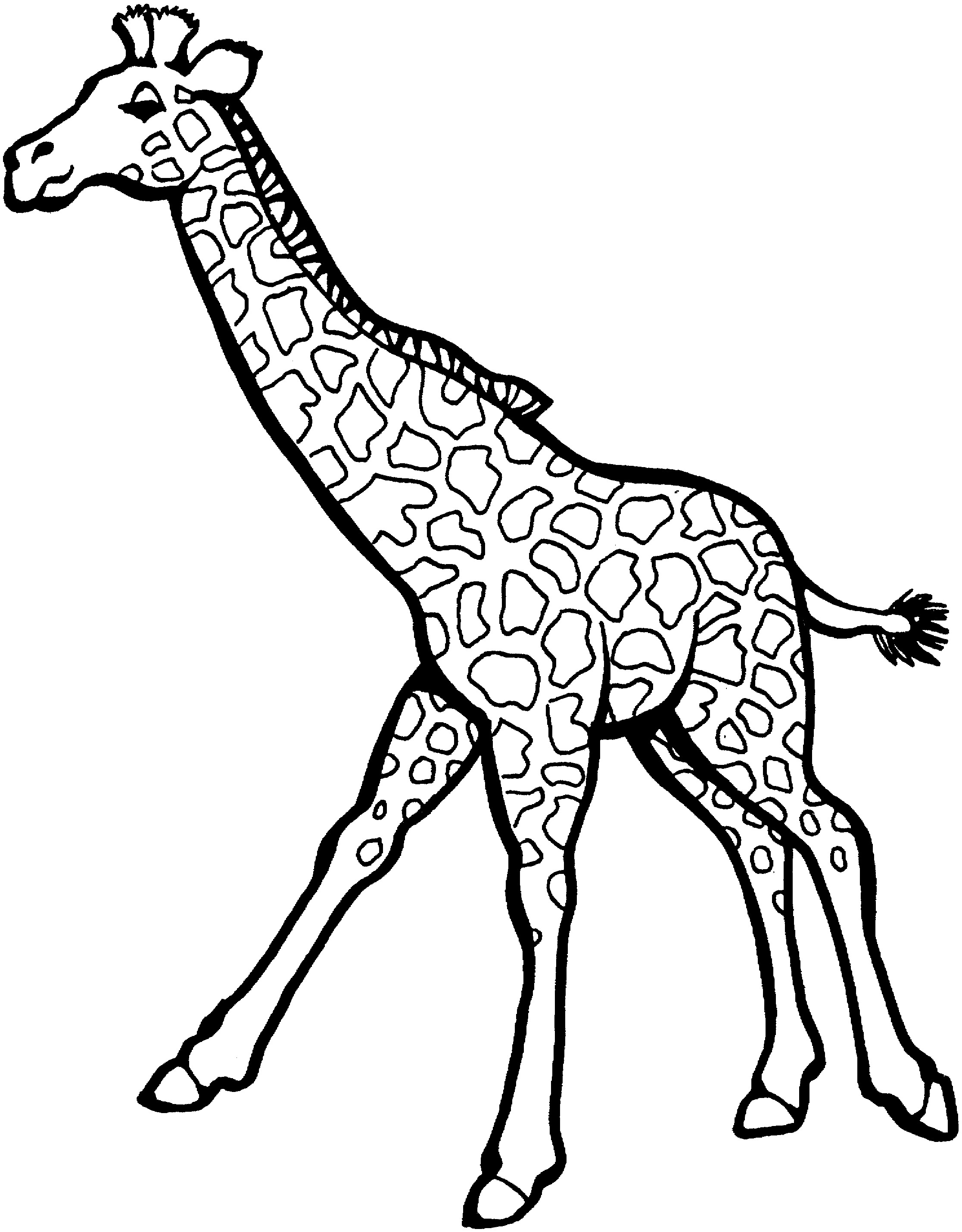 2233x2859 Giraffe Coloring Pages
