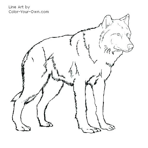 500x500 Coloring Page Wolf