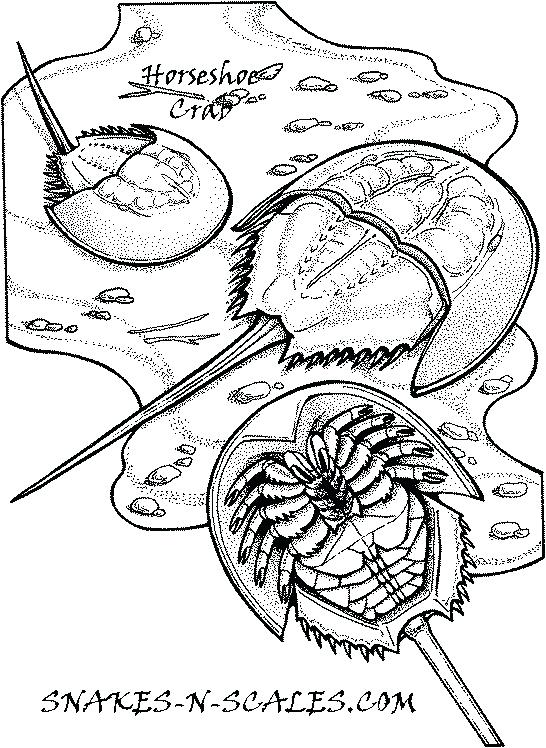 546x748 Horseshoe Crabs Coloring Page Snakes N Scales Snakes N Scales Mr