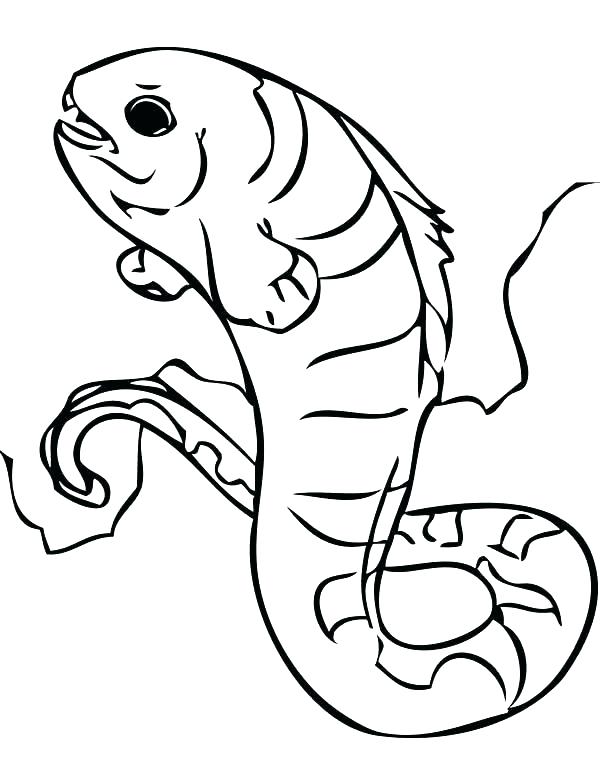 600x776 Mudkip Coloring Pages Eel Coloring Page Eel Coloring Pages Wolf
