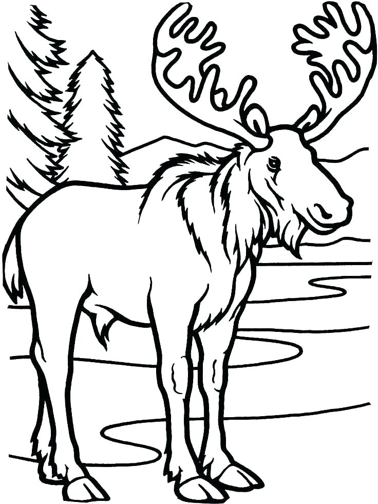 736x981 Elk Coloring Page Muffin Coloring Page Moose Coloring Page Moose