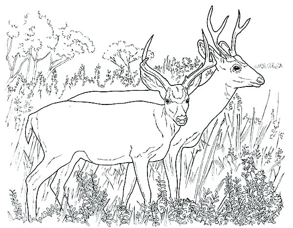 600x467 Deer Coloring Pages Free Deer Hunting Coloring Pages Page Couple
