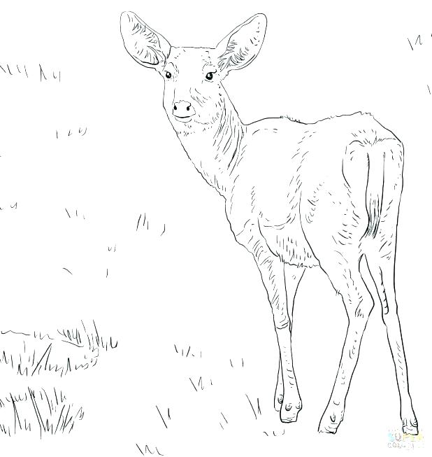 618x653 Happy Deer Coloring Page Download Free Happy Deer Coloring Page