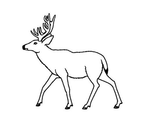 530x407 Mule Deer Coloring Page Coloring Book