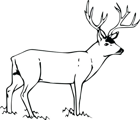599x511 Whitetail Deer Coloring Pages Print Deer Coloring Pages