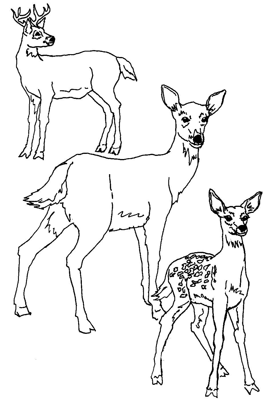 933x1396 White Tailed Deer Coloring Pages