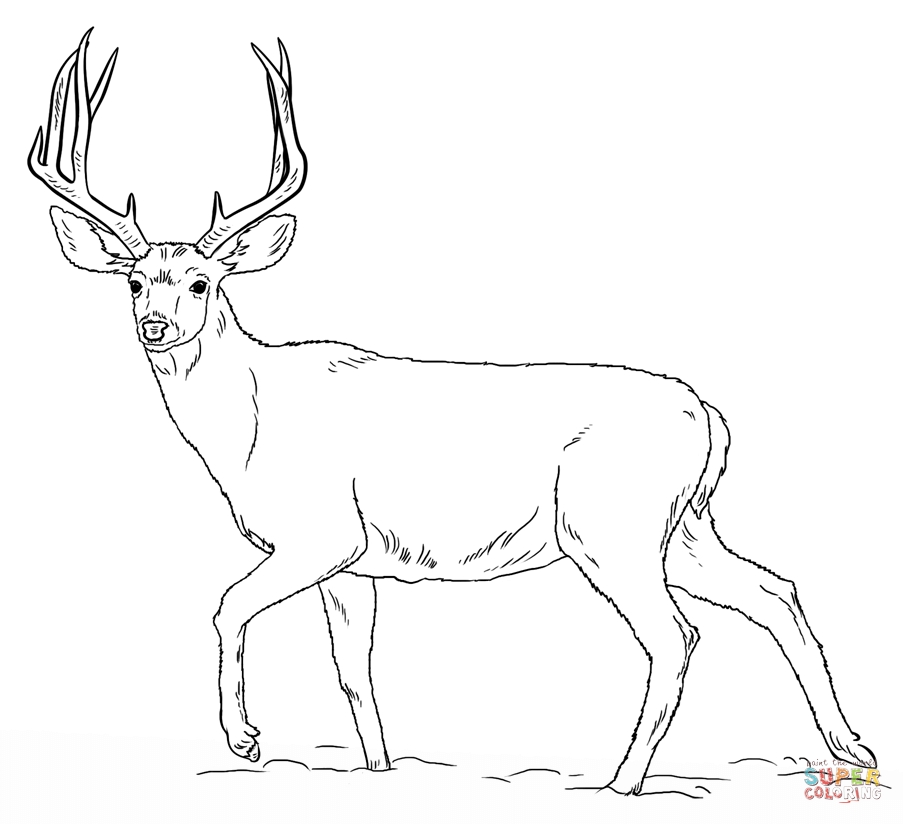 903x824 Deers Coloring Pages Free Coloring Pages Deer Coloring Pages