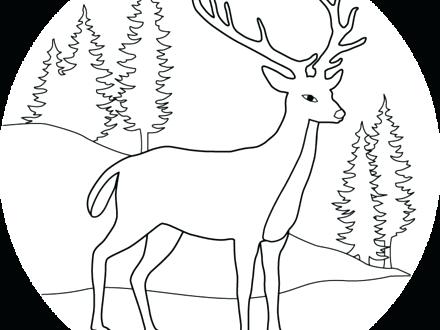 440x330 Deer Coloring Page Free Printable Coloring Pages Click To See