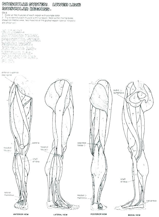 618x842 Human Muscle Coloring Human Anatomy Colouring Pages