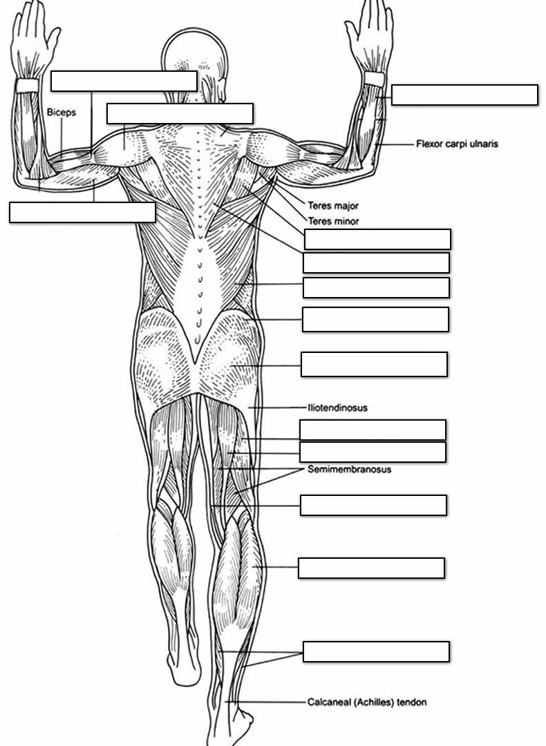 790x1080 Human Musclesront Cute Muscle Coloring Book Anatomy And Physiology