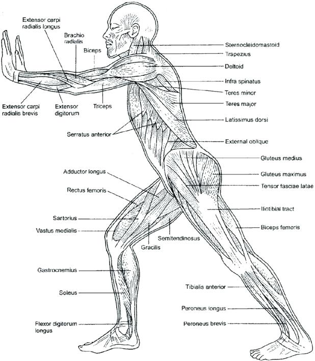 618x710 Muscular System Coloring Pages Anatomy Practice Worksheets Muscles
