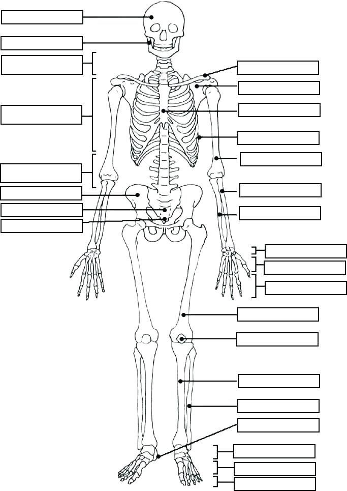683x965 Anatomy Coloring Book Muscle Coloring Pages Anatomy Muscle