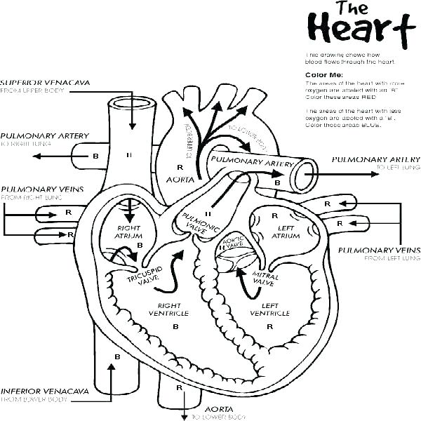 600x600 Muscular System Coloring Pages Human Muscles Coloring Answers