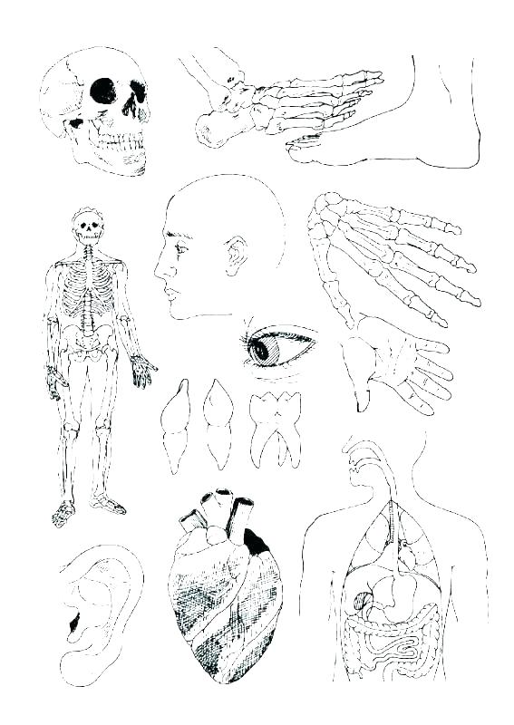 567x800 Anatomy Muscle Coloring Pages
